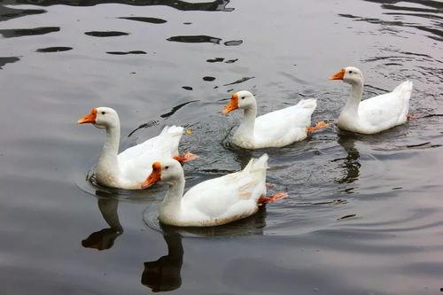 八鹅吃瓜菌会火不空娱乐
