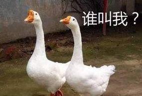 八鹅吃瓜菌会火不空娱乐