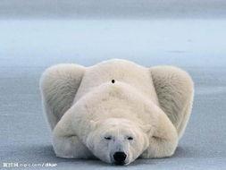 娱乐吃瓜酱北极熊,吃瓜酱视角下的极地风情